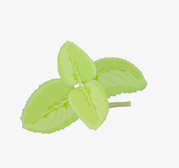 薄荷叶免抠