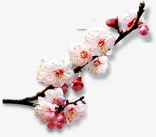 春季清新粉红色桃花免抠