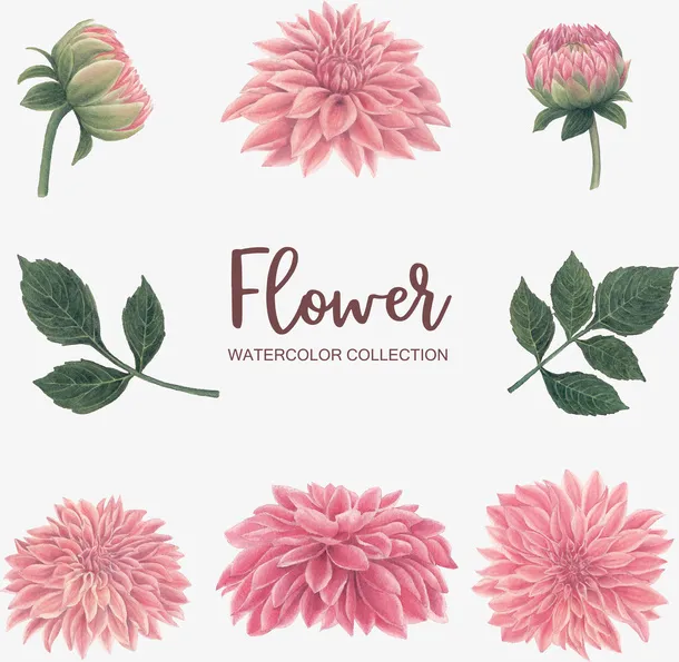 手绘唯美水彩花叶子免抠