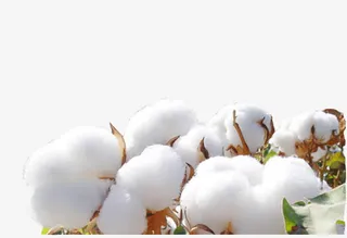 白色棉花主页装修免抠