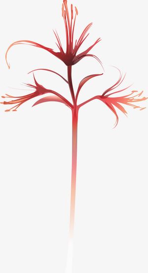 水彩彼岸花免抠