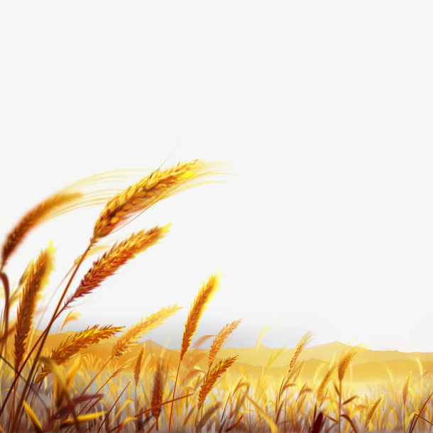 秋收素材免抠