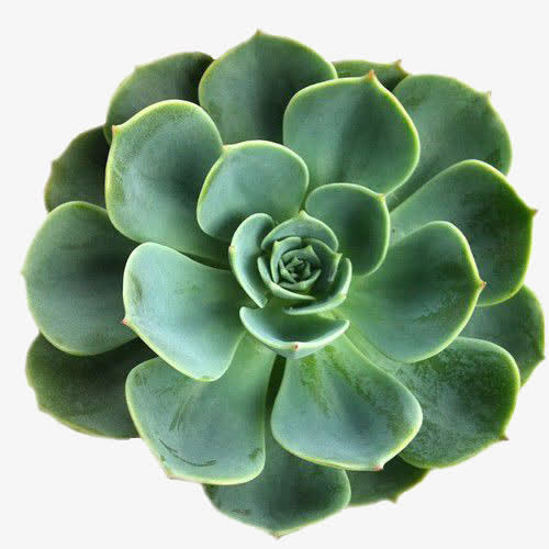 漂亮的多肉植物免抠素材免抠