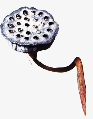 一个荷花头免抠