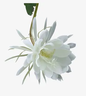 白色昙花免抠