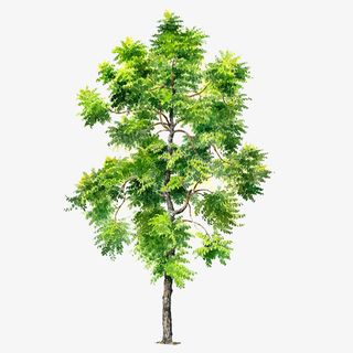 手绘树木图片手绘树木素材免抠