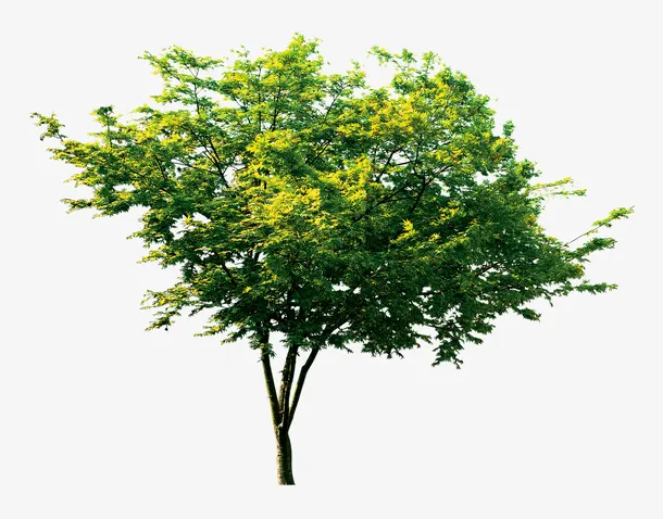 男装植物免抠