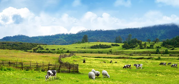 草原 羊群   海报banner背景高清