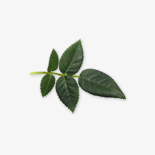 绿叶 清新  植树节 绿色植物免抠