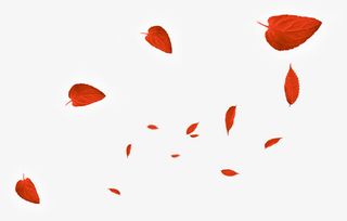 撒落的大小不一的枫叶免抠