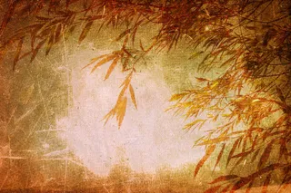 秋天的竹林免抠