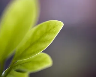 树叶,树木,大树,植物,树免抠