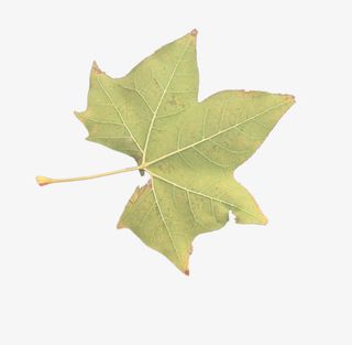 梧桐树的落叶素材免抠