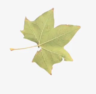 梧桐树的落叶素材免抠