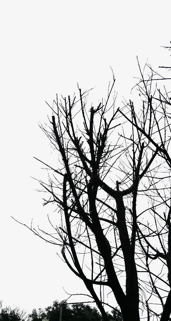 萧索的干树枝免抠