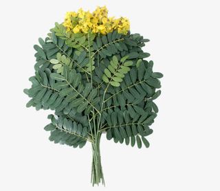 仿真槐花树枝叶装饰道具免抠