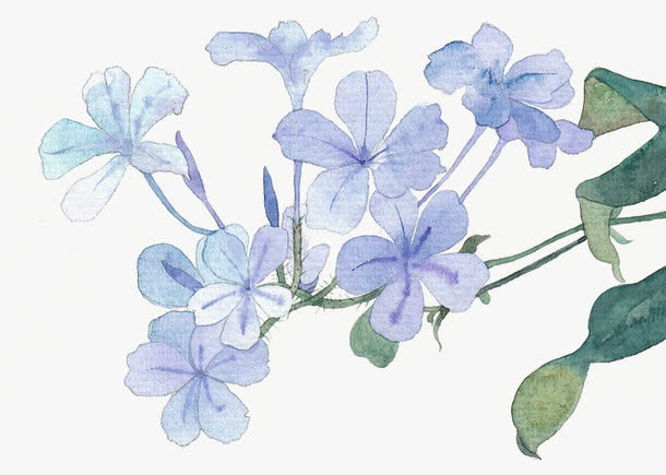 手绘蓝色丁香花免抠
