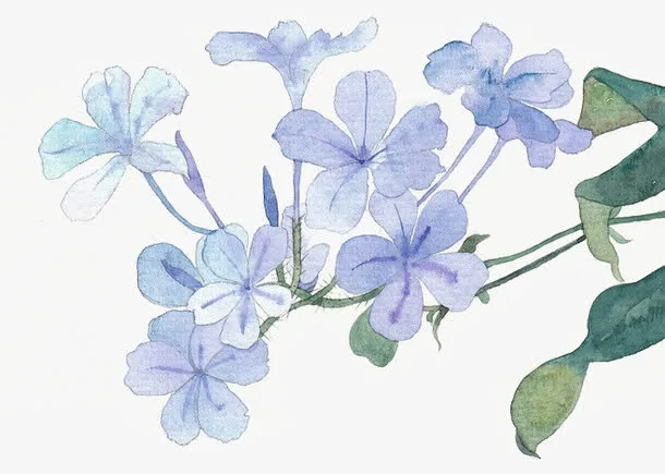 手绘蓝色丁香花免抠