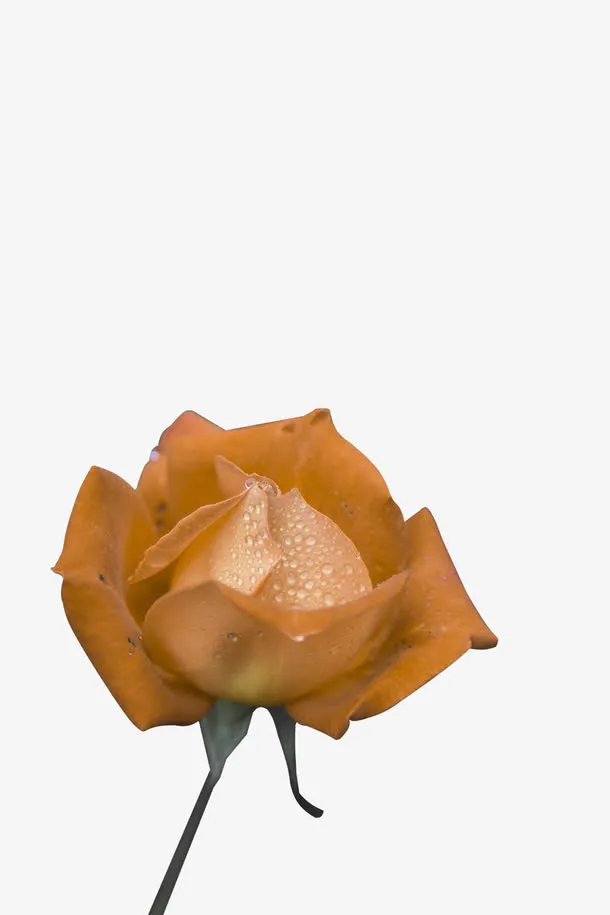 粉色的玫瑰花免抠