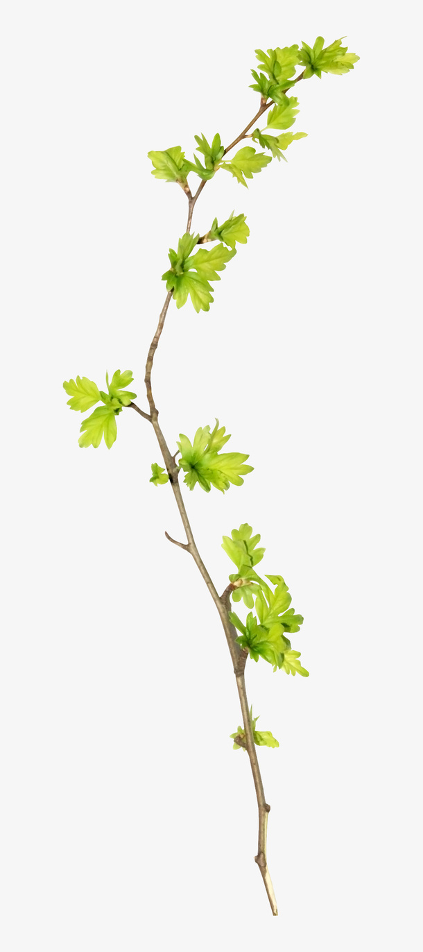 树枝素材免抠
