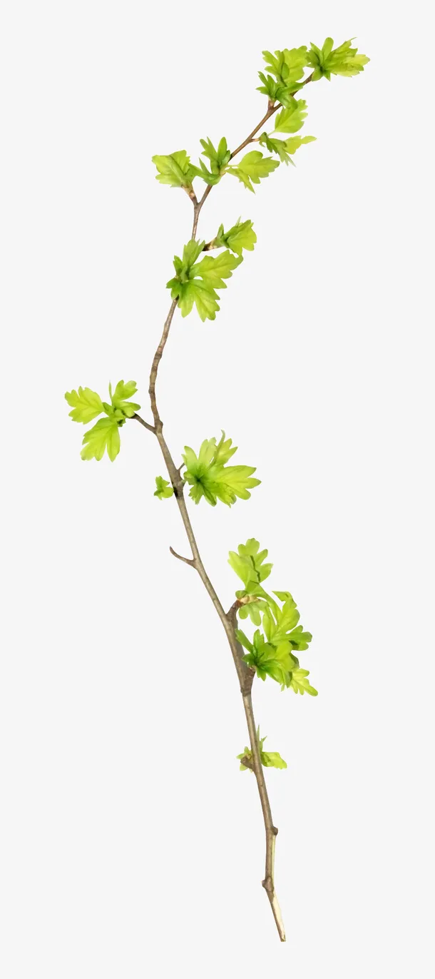树枝素材免抠