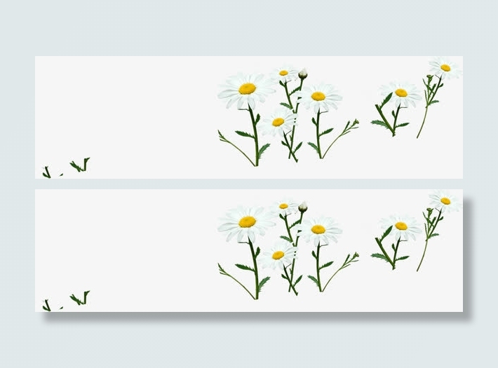 白色春天盛开成长花朵免抠