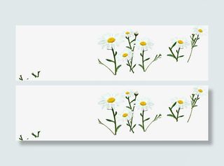 白色春天盛开成长花朵免抠