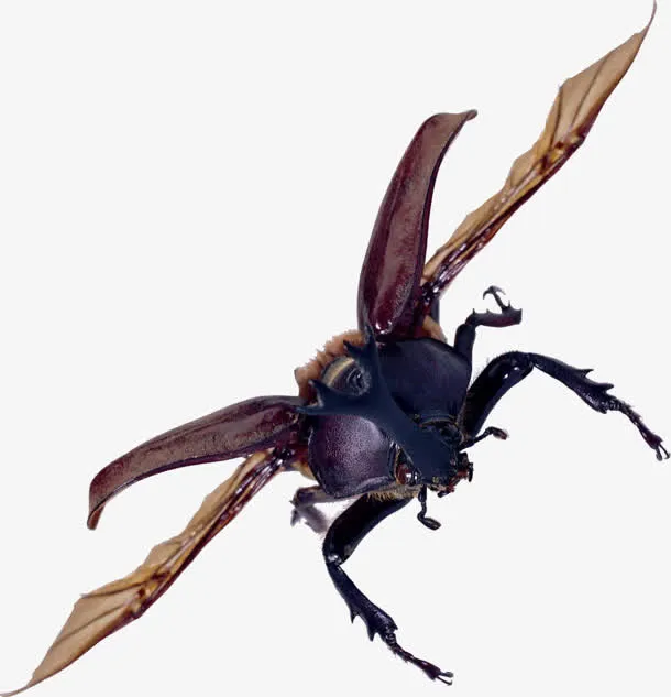 黑色甲壳虫图片免抠