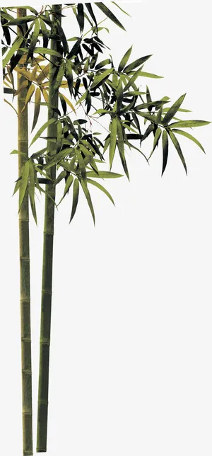 夏日水墨风竹子植物效果免抠