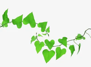 春天藤蔓绿叶小清新免抠