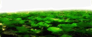 一池塘荷叶荷花免抠