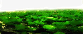 一池塘荷叶荷花免抠