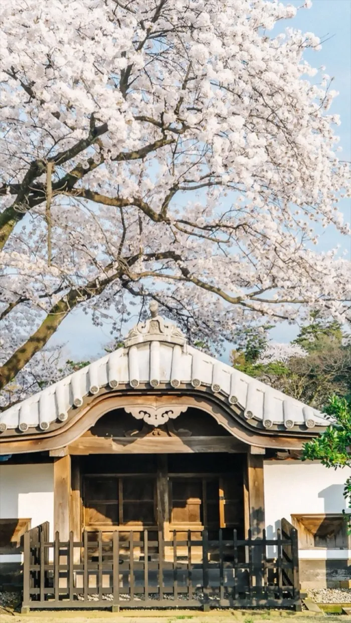 樱花建筑文艺H5背景高清