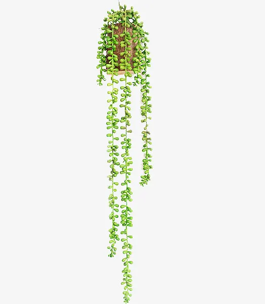 墙面装饰绿植免抠