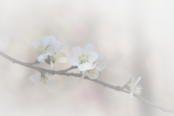 春天 草地 桃花 梨花 渐变透明 元素2免抠背景场景背景元素