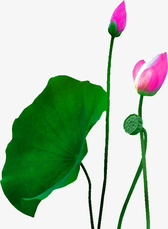 绿色中国风荷花装饰图案免抠