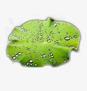 露水荷叶儿免抠