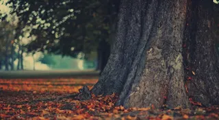 超级粗的树干写真壁纸封面制作免抠