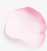 单个花瓣png素材免抠