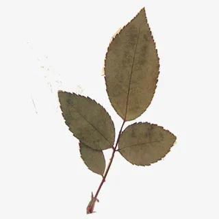 枯叶素材图片免抠