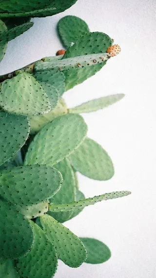 仙人掌H5背景高清