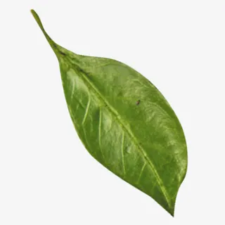 绿色真实装饰树叶设计图免抠