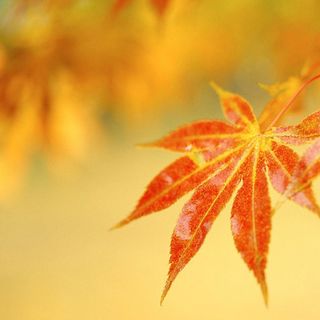 红色的枫叶淘宝主图背景高清