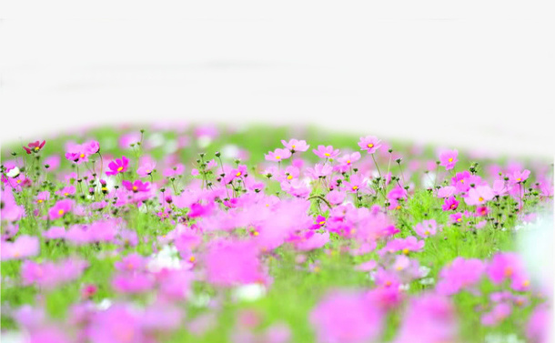 浪漫花海免抠