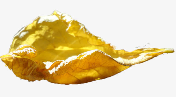 黄色枯树叶免抠
