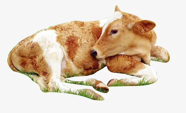 家畜牛免抠