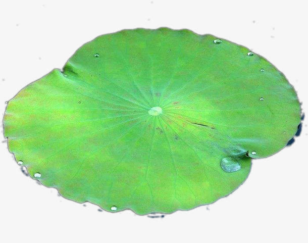 一片露珠荷叶免抠
