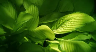 绿色宽大叶子海报背景