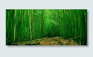 翠绿竹林清新文艺背景高清