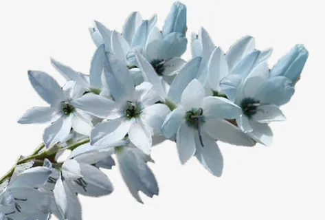 纯白的芝麻花免抠 纯白的芝麻花免抠